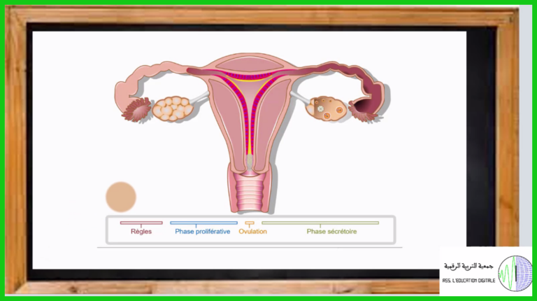 الدورة الجنسية عند المرأة
