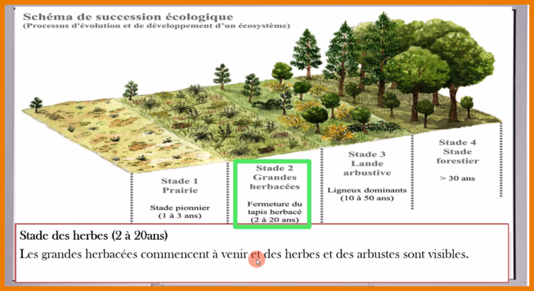 Evaluation formative les étapes de la naissance et de l’évolution d’un écosystème